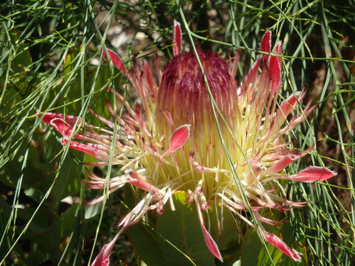 Kirstenbosch National Botanical Garden.